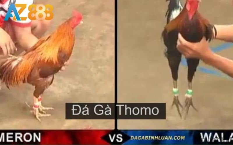 Đá gà Thomo là hình thức phát sóng trực tiếp các trận đấu tại AZ888