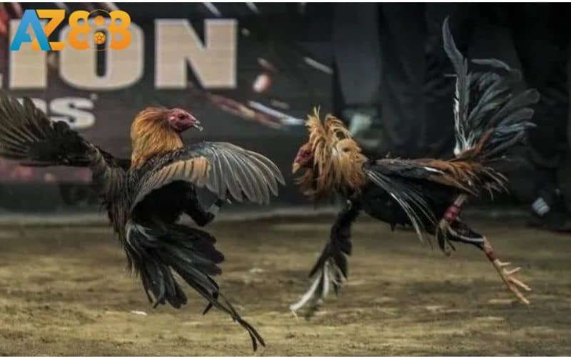ODIN GAMECOCK phát sóng các trận đấu từ trường gà danh tiếng ODIN GAMECOCK phát sóng các trận đấu từ trường gà danh tiếng